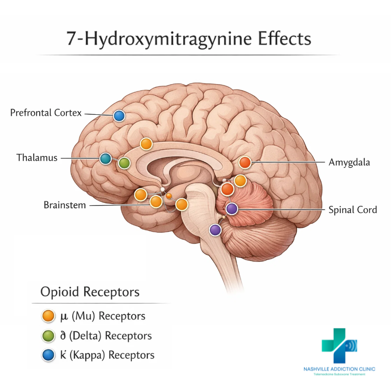 Understanding 7-hydroxy kratom effects on energy, mental clarity, and addiction